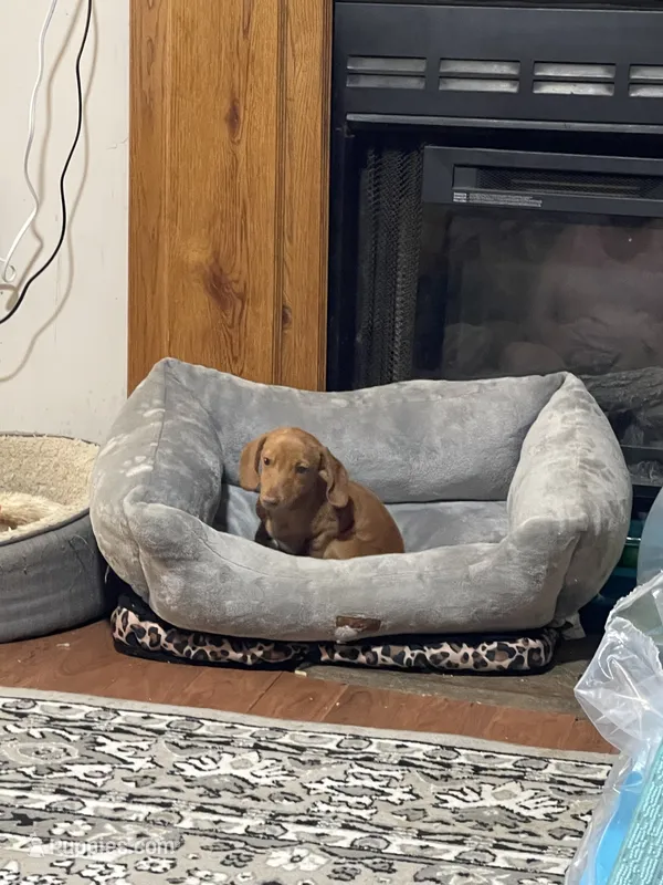 Oscar  – Miniature Dachshund puppy for sale in Sevierville, TN
