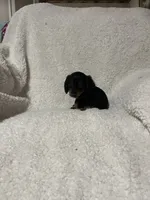 Pablo, a male Miniature Dachshund for sale in Sevierville, TN – 4 of 6