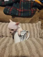 Oscar, a male Chihuahua for sale in Sevierville, TN – 9 of 9