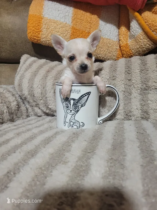 Peter – Chihuahua puppy for sale in Sevierville, TN