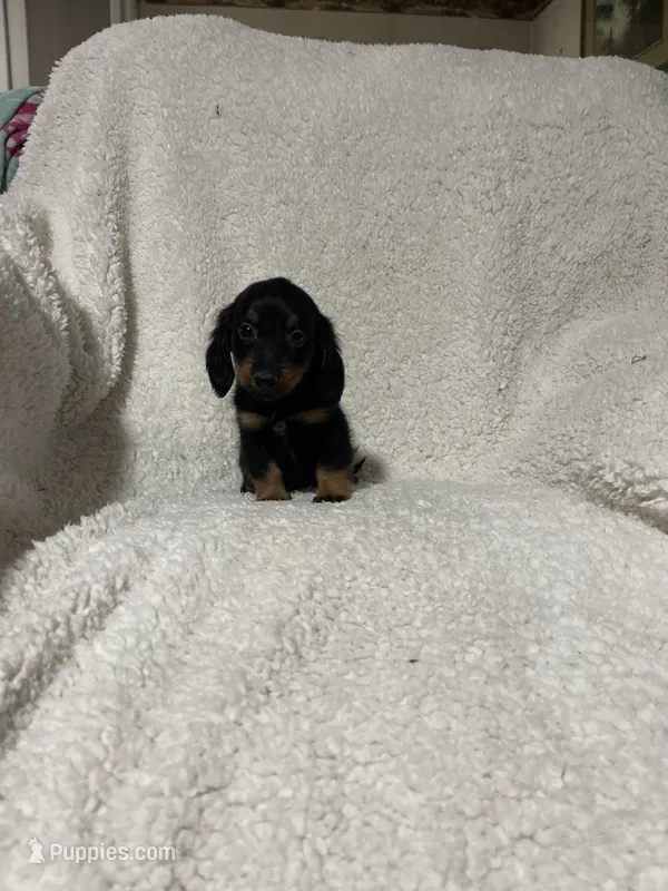Pacco – Miniature Dachshund puppy for sale in Sevierville, TN