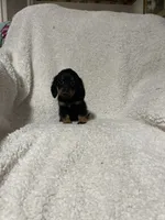Pacco, a male Miniature Dachshund for sale in Sevierville, TN – 1 of 7