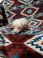 Dallas, a male Chihuahua for sale in Sevierville, TN – 5 of 5