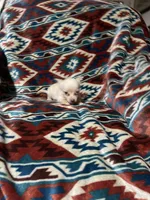 Dallas, a male Chihuahua for sale in Sevierville, TN – 3 of 5