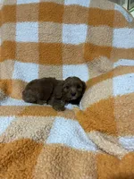Saul, a male Cavapoo for sale in Sevierville, TN – 2 of 5