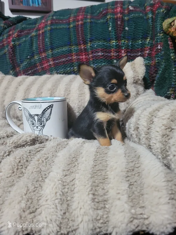 Tinker bell – Chihuahua puppy for sale in Sevierville, TN