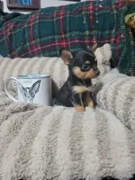 Tinker bell, a female Chihuahua for sale in Sevierville, TN – 1 of 9