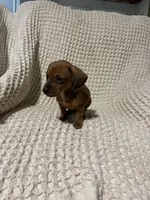 Dan, a male Miniature Dachshund for sale in Sevierville, TN – 4 of 4