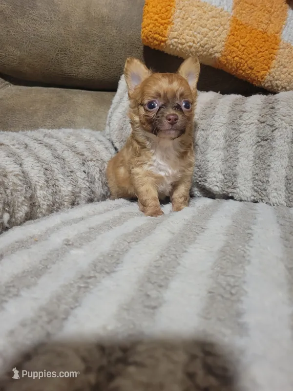 Peanut – Chihuahua puppy for sale in Sevierville, TN