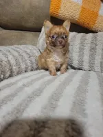 Peanut, a male Chihuahua for sale in Sevierville, TN – 1 of 10