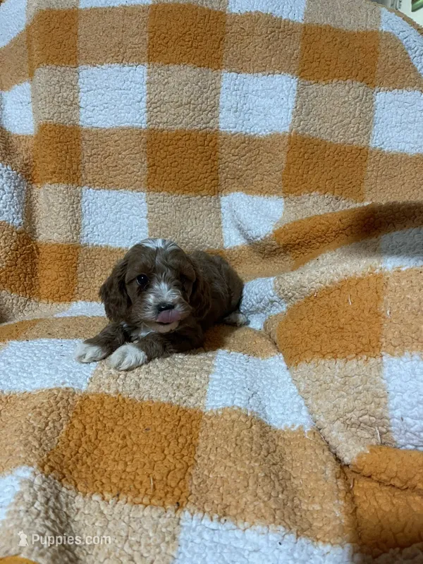 Sammy  – Cavapoo puppy for sale in Sevierville, TN