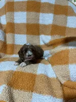 Sammy , a male Cavapoo for sale in Sevierville, TN – 1 of 5