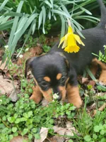 Patty , a female Miniature Dachshund for sale in Sevierville, TN – Photo 2 of 4