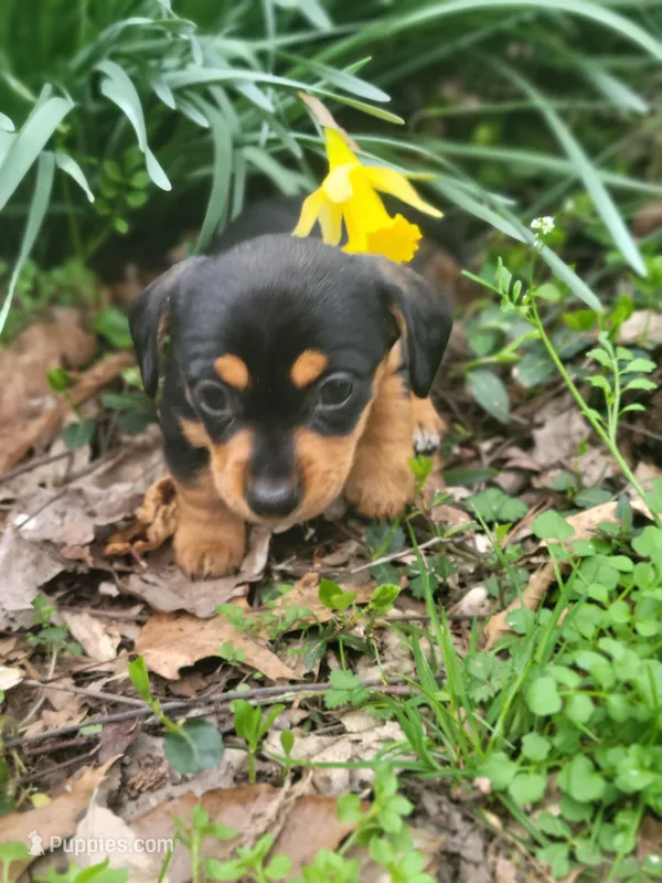 Patty  – Miniature Dachshund puppy for sale in Sevierville, TN
