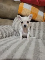 Peter, a male Chihuahua for sale in Sevierville, TN – 10 of 10