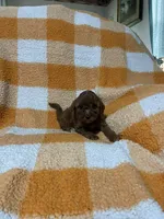 Sugar , a female Cavapoo for sale in Sevierville, TN – 2 of 5