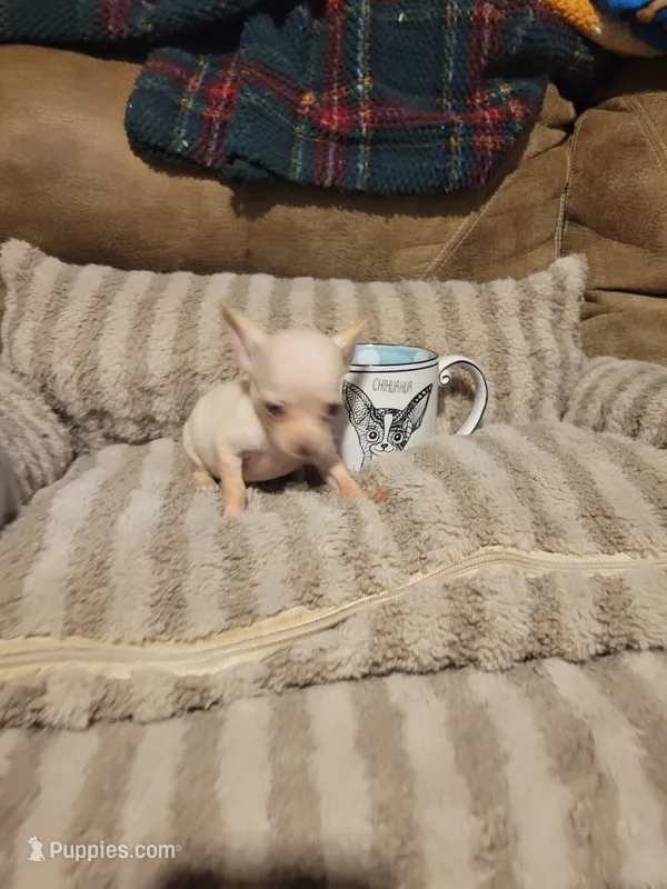 Dolly – Chihuahua puppy for sale in Sevierville, TN
