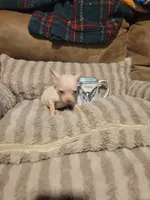 Dolly, a female Chihuahua for sale in Sevierville, TN – 1 of 9