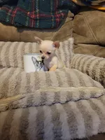 Otitis , a male Chihuahua for sale in Sevierville, TN – 3 of 9
