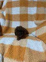Samantha , a female Cavapoo for sale in Sevierville, TN – 3 of 5