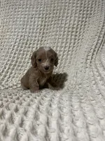 Elliot , a male Cockapoo for sale in Sevierville, TN – 1 of 4