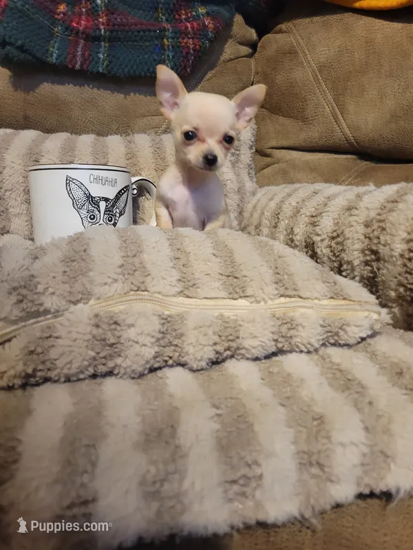 Otitis  – Chihuahua puppy for sale in Sevierville, TN