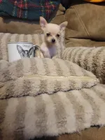Otitis , a male Chihuahua for sale in Sevierville, TN – 1 of 9