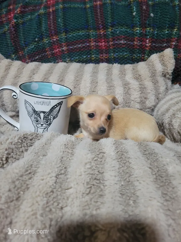 Tommy – Chihuahua puppy for sale in Sevierville, TN