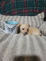 Tommy, a male Chihuahua for sale in Sevierville, TN – 1 of 6