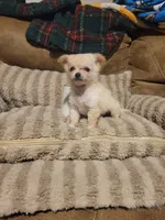 Oliver , a male Chihuahua for sale in Sevierville, TN – 7 of 8