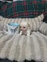 Timothy , a male Chihuahua for sale in Sevierville, TN – 8 of 8