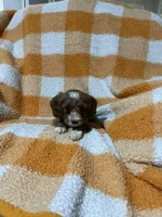 Sammy , a male Cavapoo for sale in Sevierville, TN – 5 of 5