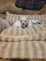 Oscar, a male Chihuahua for sale in Sevierville, TN – 7 of 9