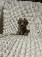 Ellie, a female Cockapoo for sale in Sevierville, TN – 2 of 4