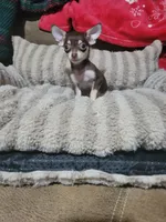 Dolly, a female Chihuahua for sale in Sevierville, TN – 6 of 8
