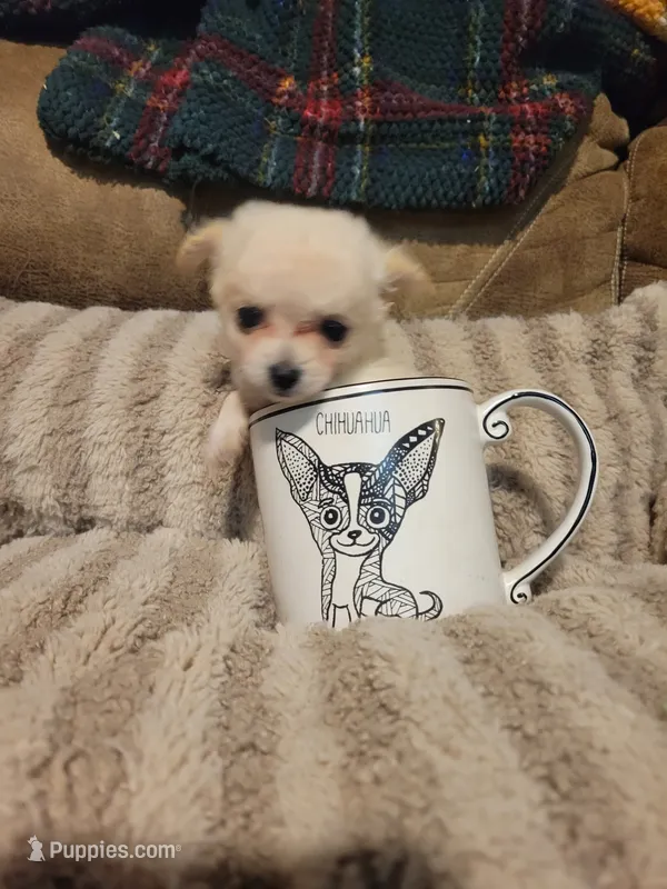 Oliver  – Chihuahua puppy for sale in Sevierville, TN