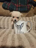 Oliver , a male Chihuahua for sale in Sevierville, TN – 1 of 8