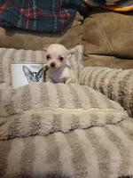 Otitis , a male Chihuahua for sale in Sevierville, TN – 6 of 9