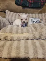 Oscar, a male Chihuahua for sale in Sevierville, TN – 2 of 9