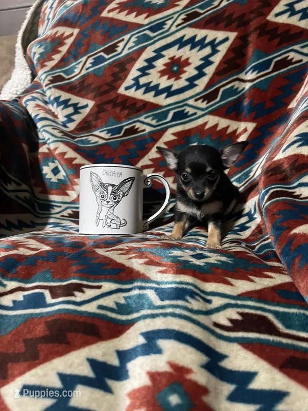 Dolly – Chihuahua puppy for sale in Sevierville, TN