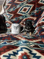Dolly, a female Chihuahua for sale in Sevierville, TN – 1 of 5