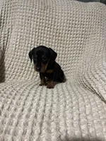 Wesly , a male Miniature Dachshund for sale in Sevierville, TN – 2 of 4