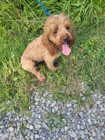Red, a male Poodle - Miniature  for sale in Sevierville, TN – 5 of 9