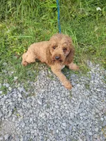 Red, a male Poodle - Miniature  for sale in Sevierville, TN – 1 of 9