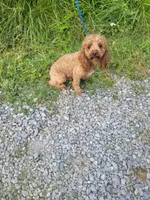 Red, a male Poodle - Miniature  for sale in Sevierville, TN – 6 of 9