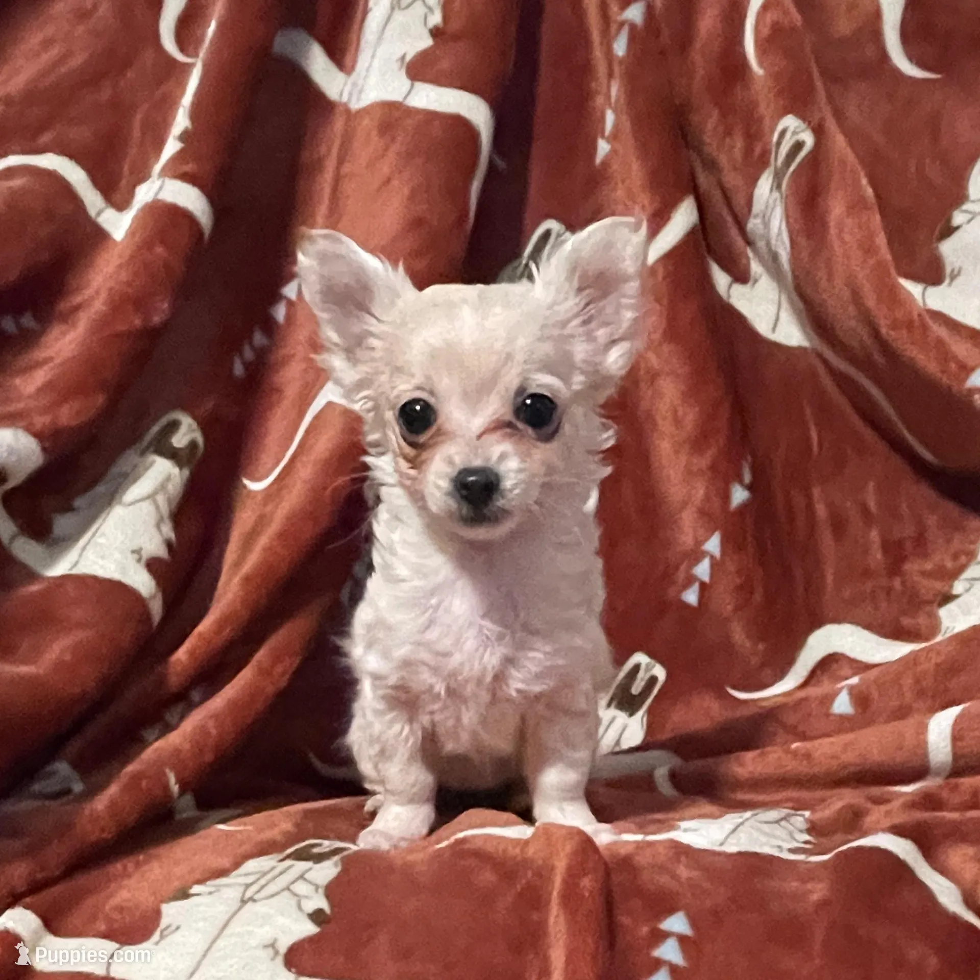 Jocie, a female Chihuahua for sale in Sevierville, TN – Photo 1 of 4