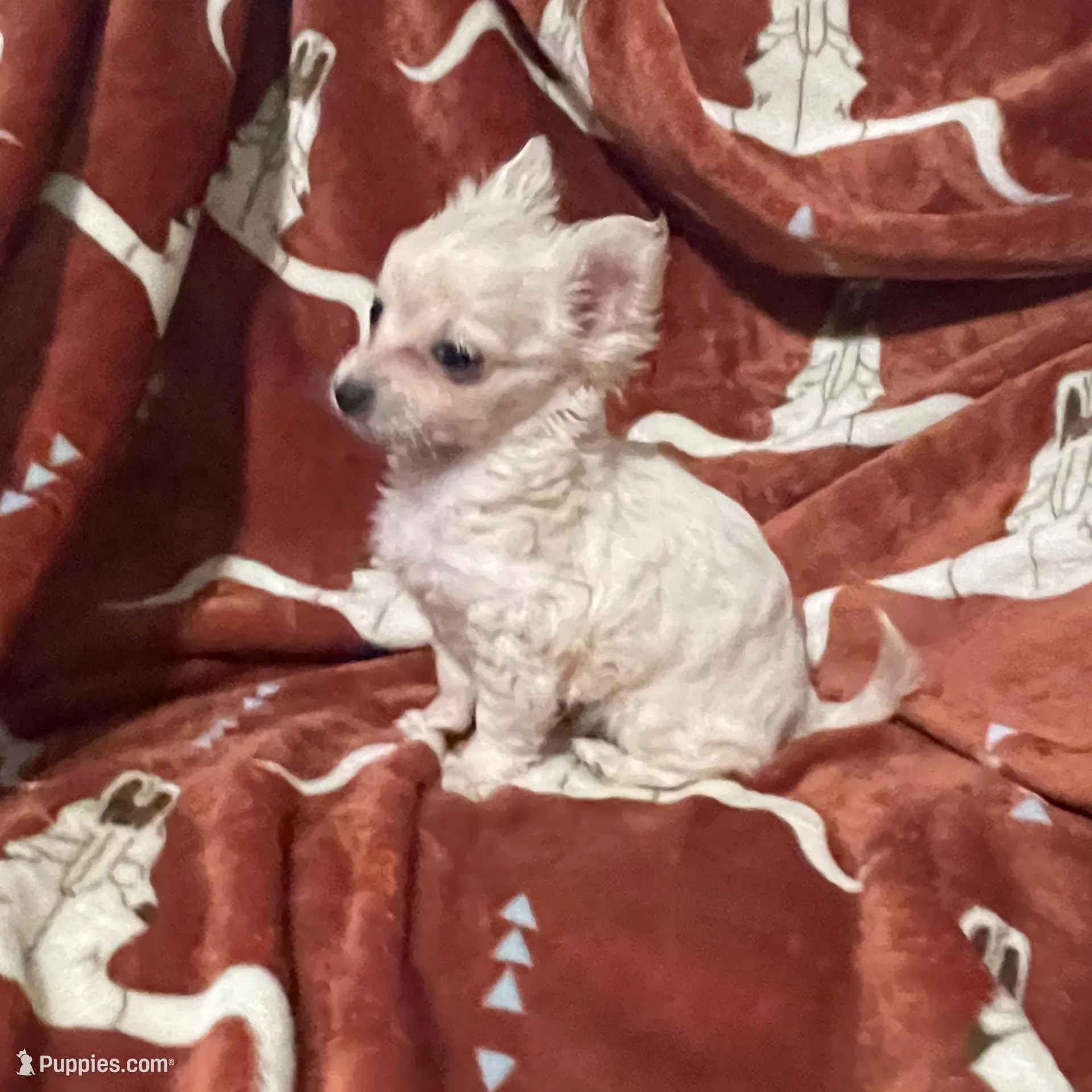 Jocie, a female Chihuahua for sale in Sevierville, TN – Photo 2 of 4