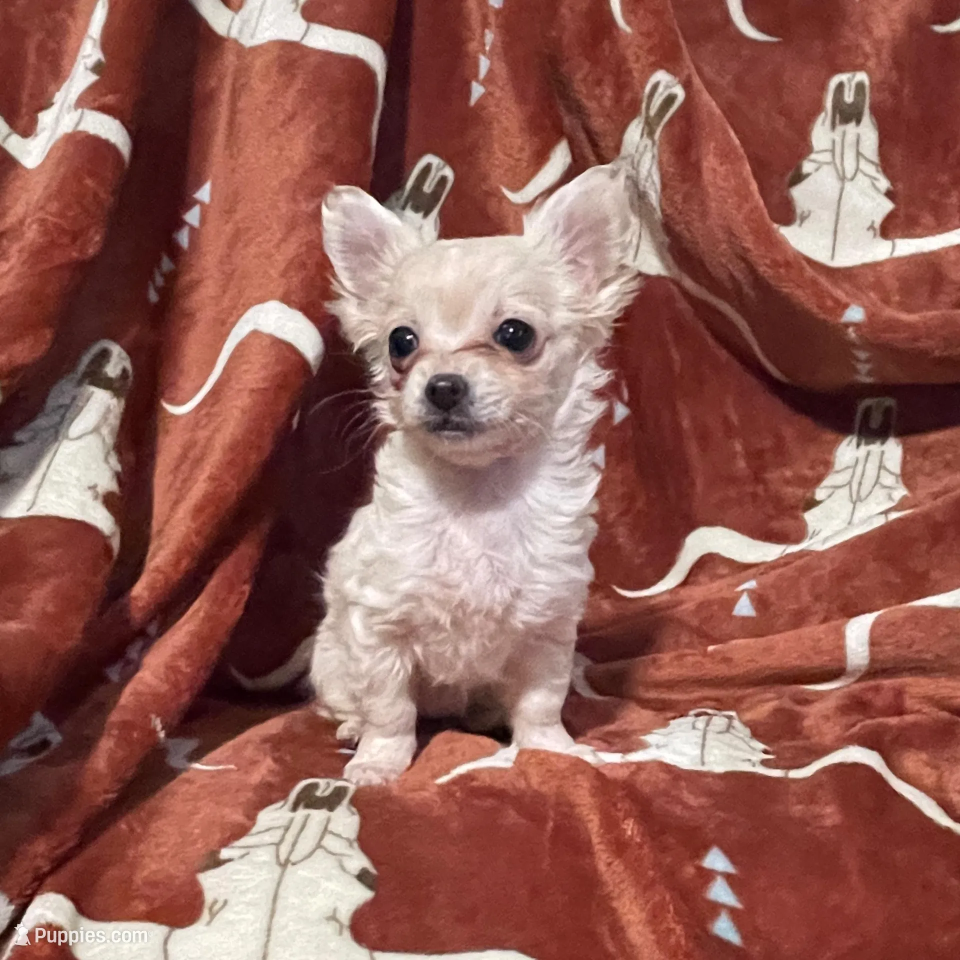 Jocie, a female Chihuahua for sale in Sevierville, TN – Photo 4 of 4