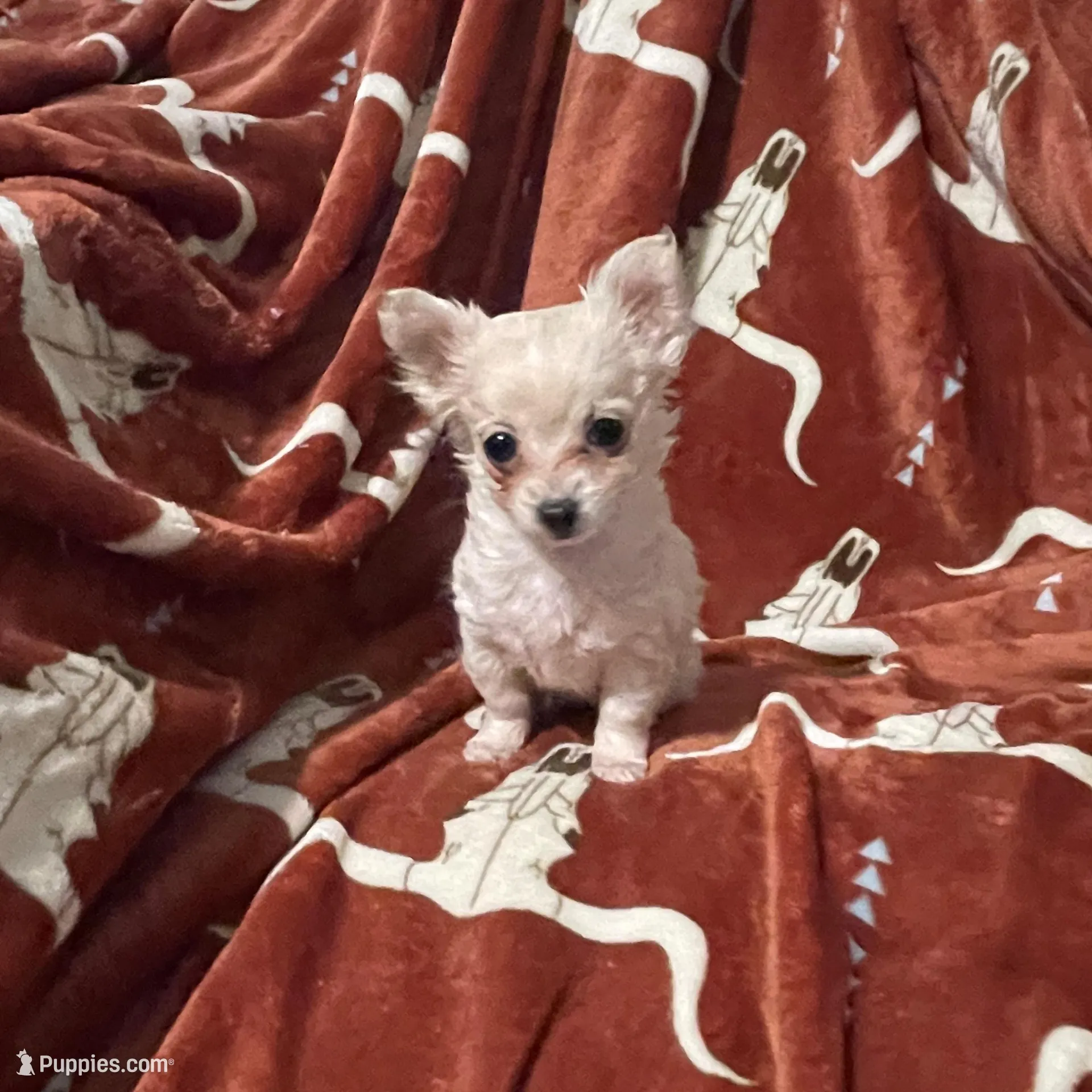 Jocie, a female Chihuahua for sale in Sevierville, TN – Photo 3 of 4