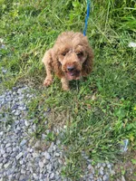 Red, a male Poodle - Miniature  for sale in Sevierville, TN – 8 of 9